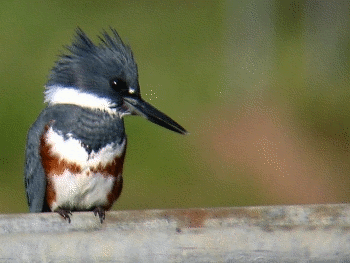 Kingfisher